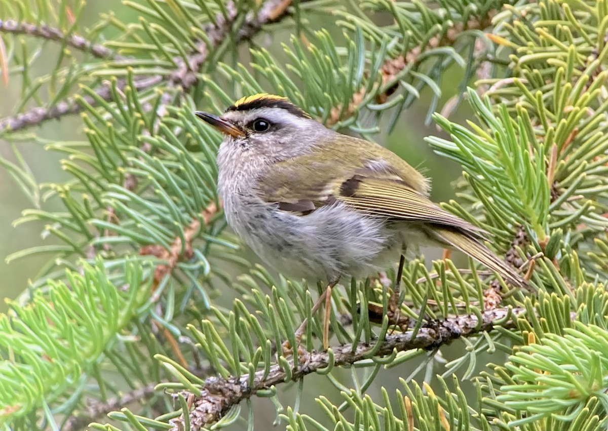 Golden-crowned Kinglet - ML638124459