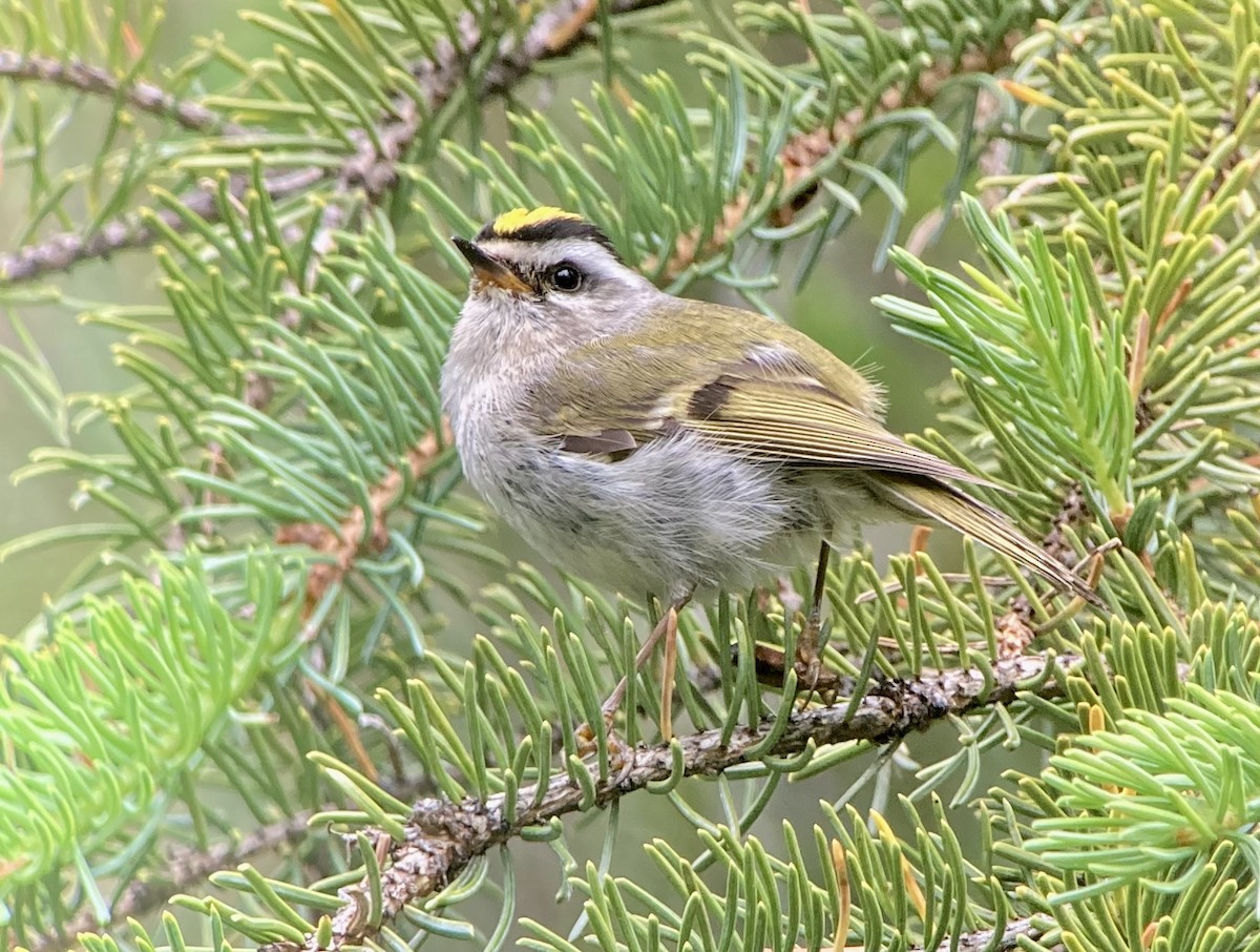 Golden-crowned Kinglet - ML638124473