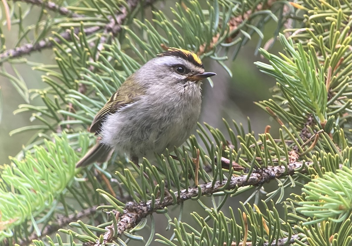 Golden-crowned Kinglet - ML638124484