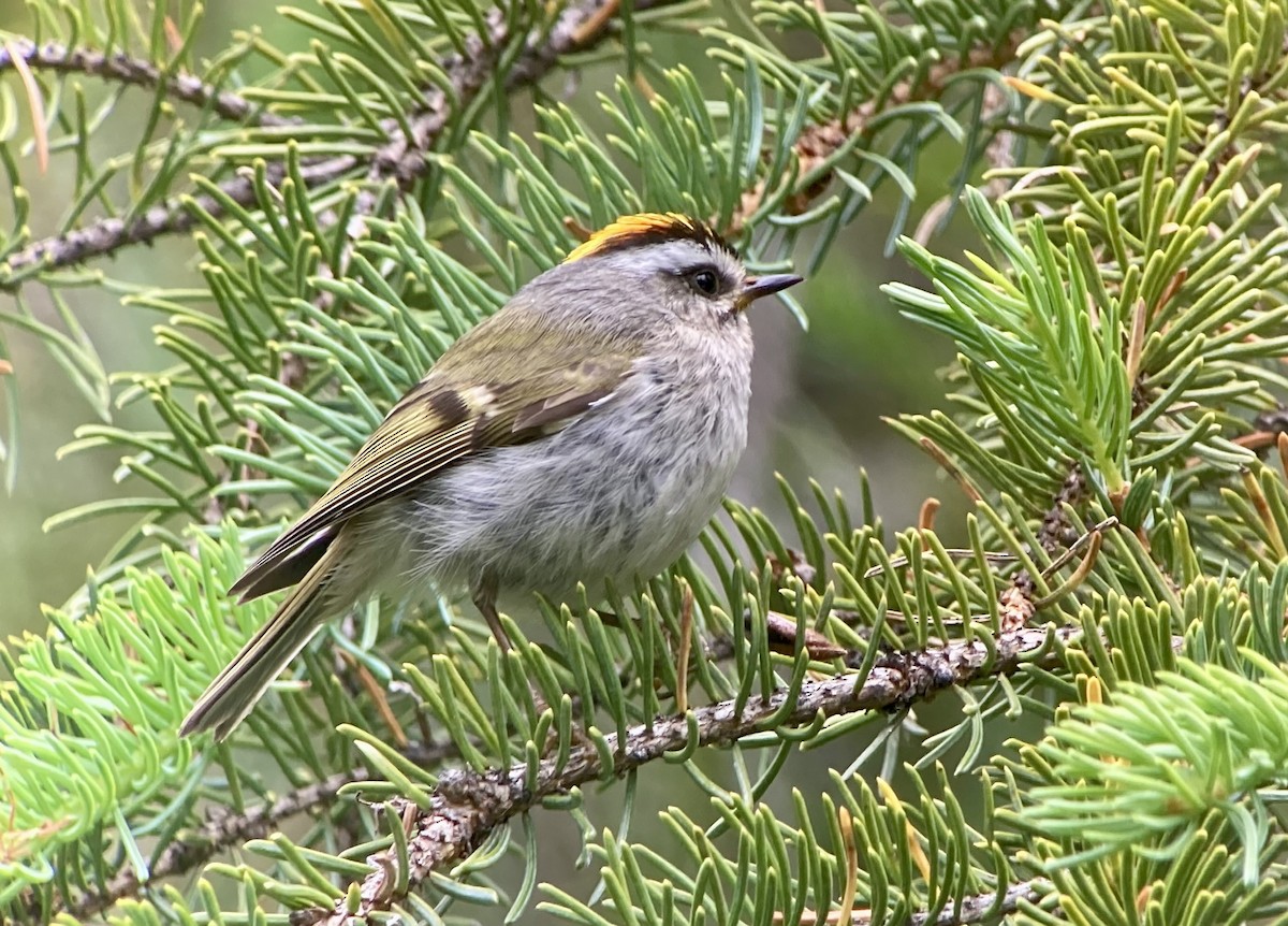 Golden-crowned Kinglet - ML638124495