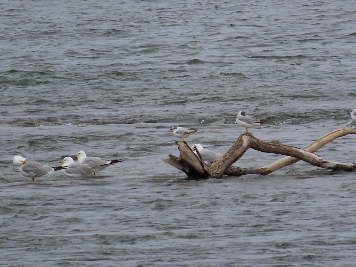 Little Gull - ML638124502