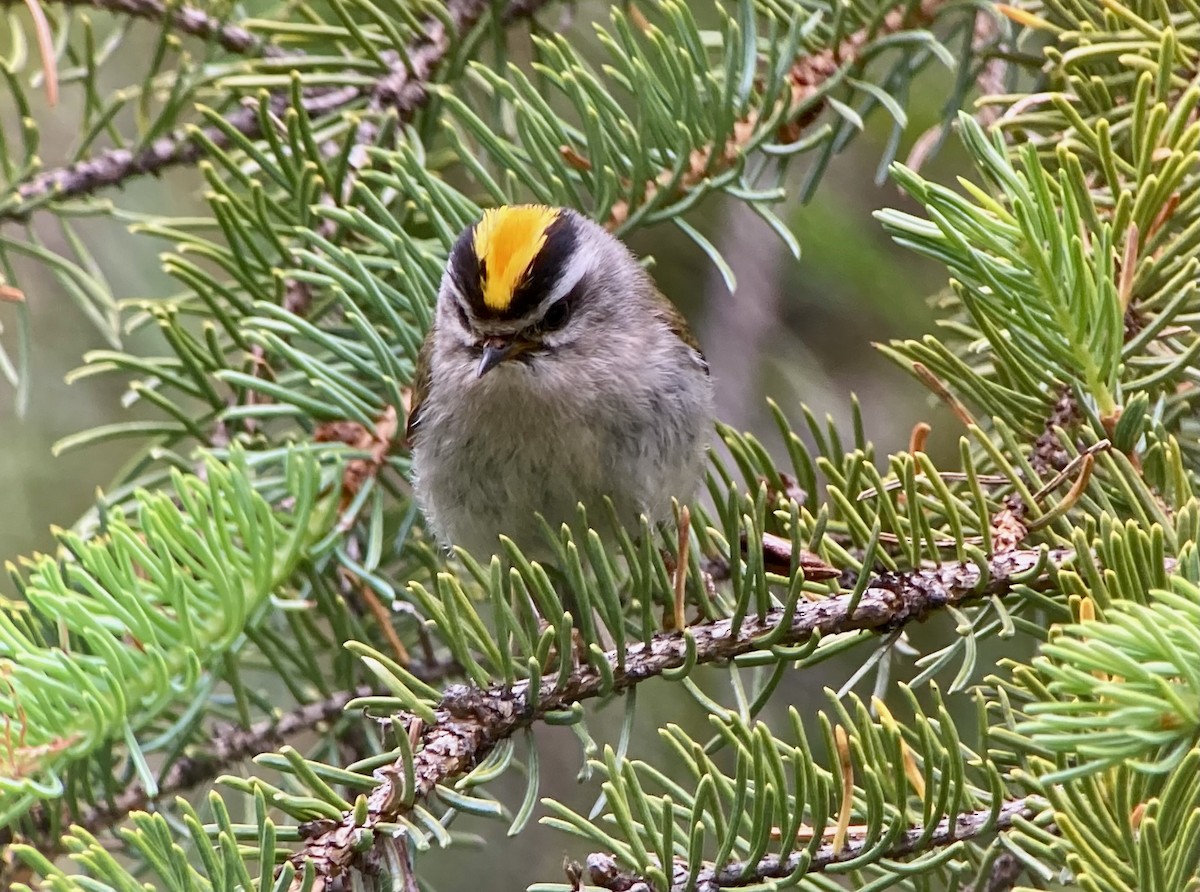 Golden-crowned Kinglet - ML638124507