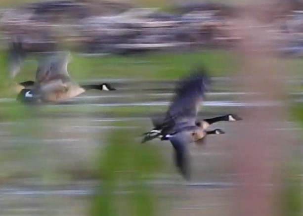 Cackling Goose (minima) - ML638124517