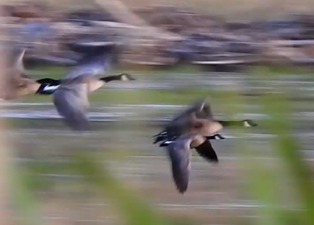 Cackling Goose (minima) - ML638124518