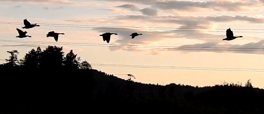 Cackling Goose (minima) - ML638124531