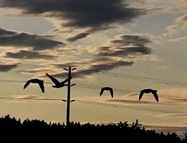 Cackling Goose (minima) - ML638124533