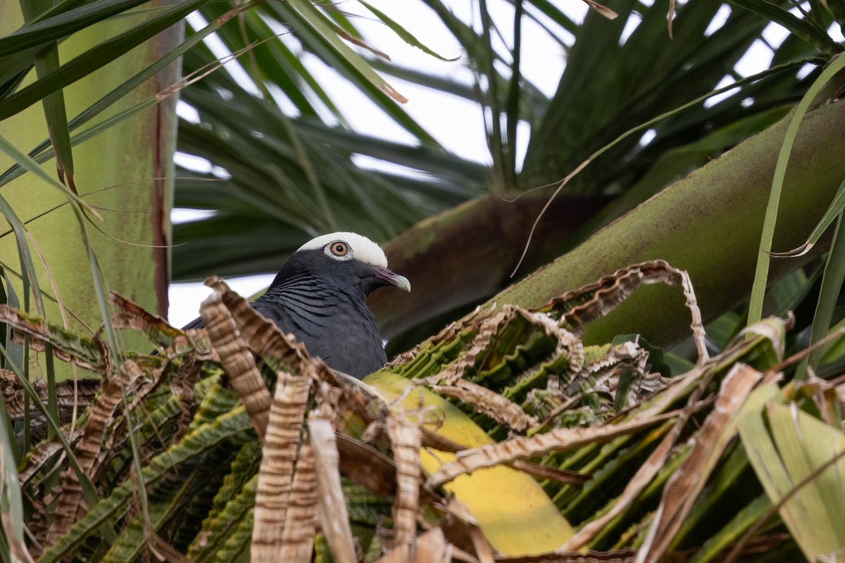 White-crowned Pigeon - ML638124534