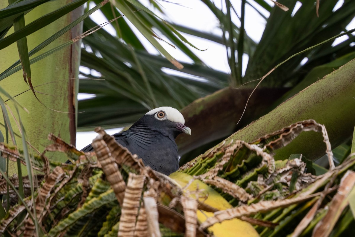 White-crowned Pigeon - ML638124537
