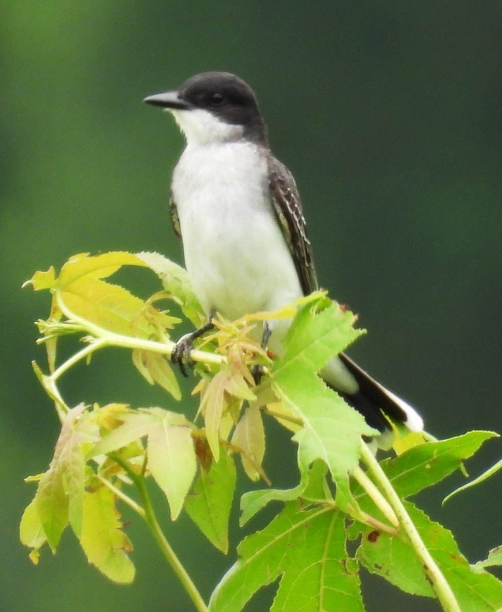 Eastern Kingbird - ML638124539