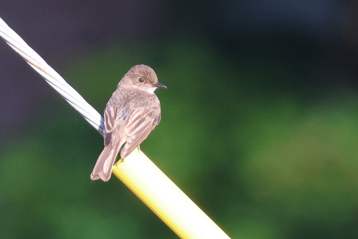 Eastern Phoebe - ML638124542