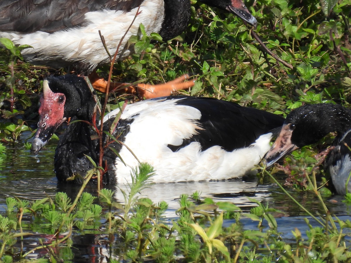 Magpie Goose - ML638124547
