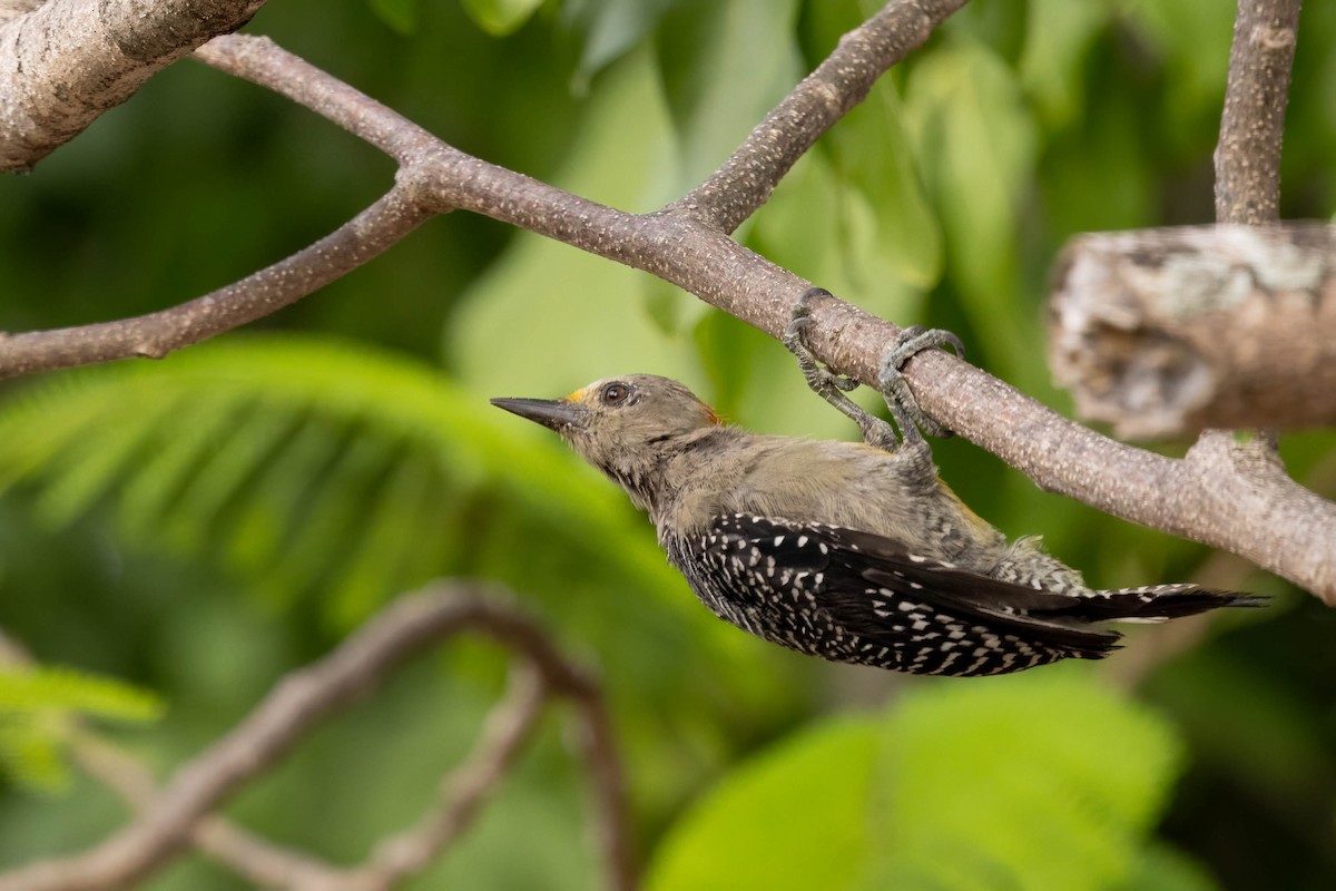 Yucatan Woodpecker - ML638124552
