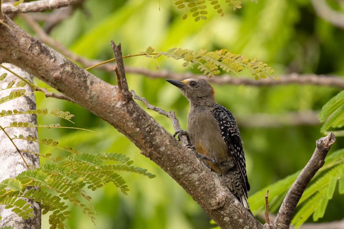 Yucatan Woodpecker - ML638124555