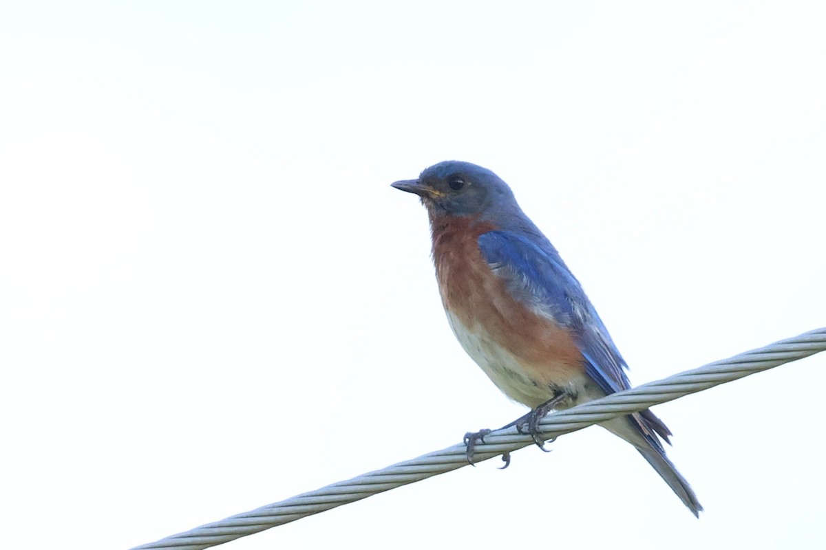 Eastern Bluebird - ML638124574