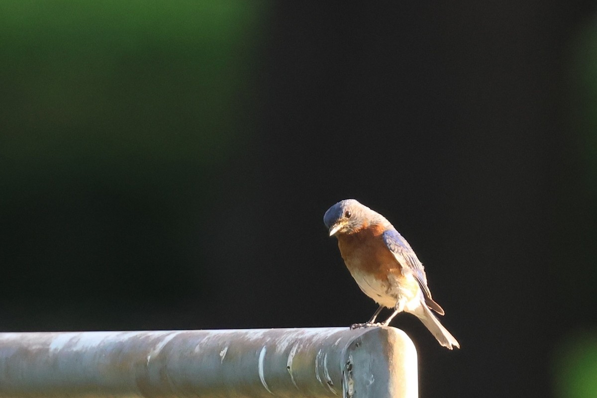 Eastern Bluebird - ML638124575
