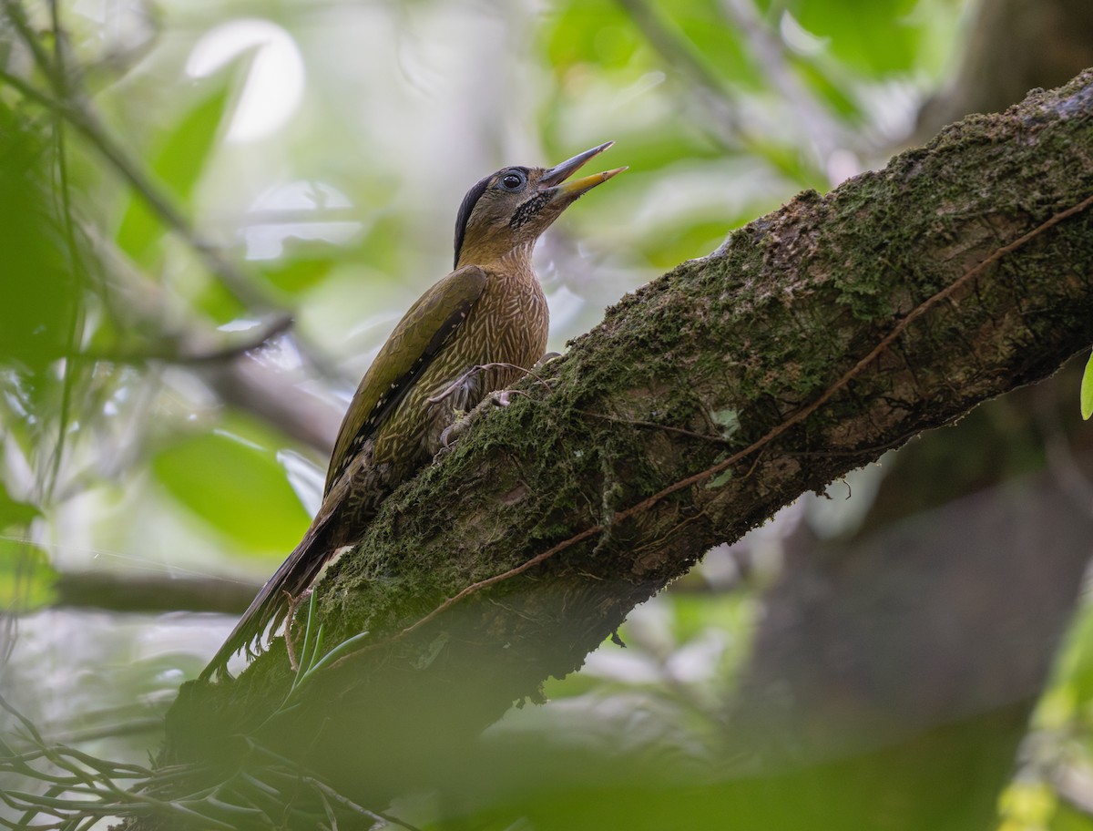 Streak-breasted Woodpecker - ML638124591