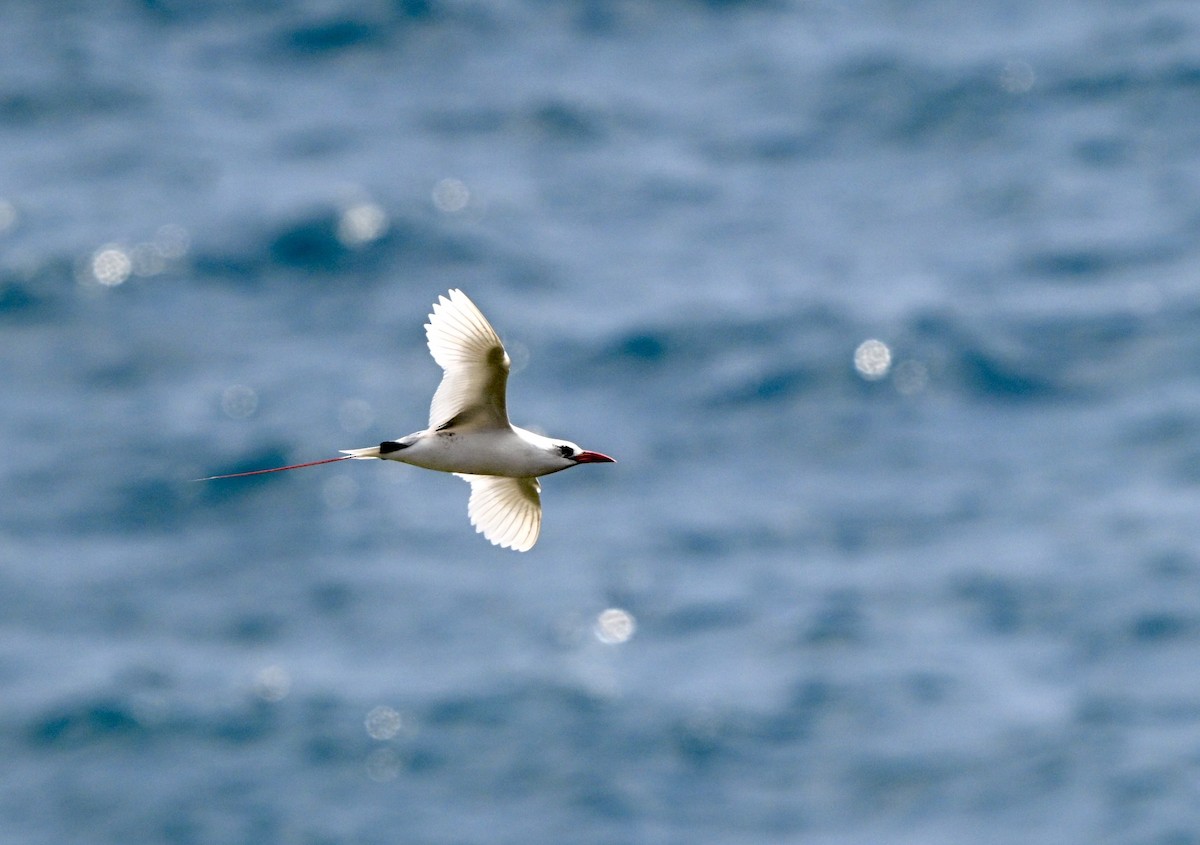 Red-tailed Tropicbird - ML638124616