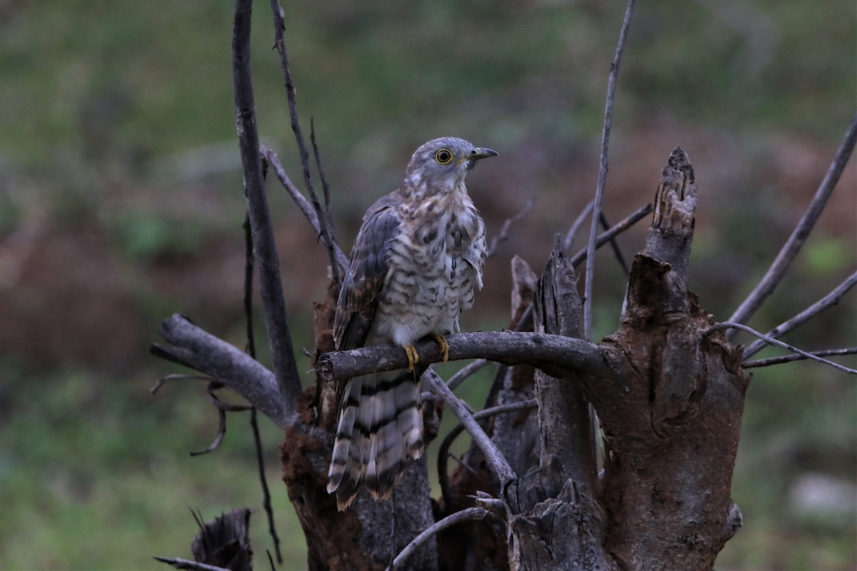 Common Hawk-Cuckoo - ML638124622