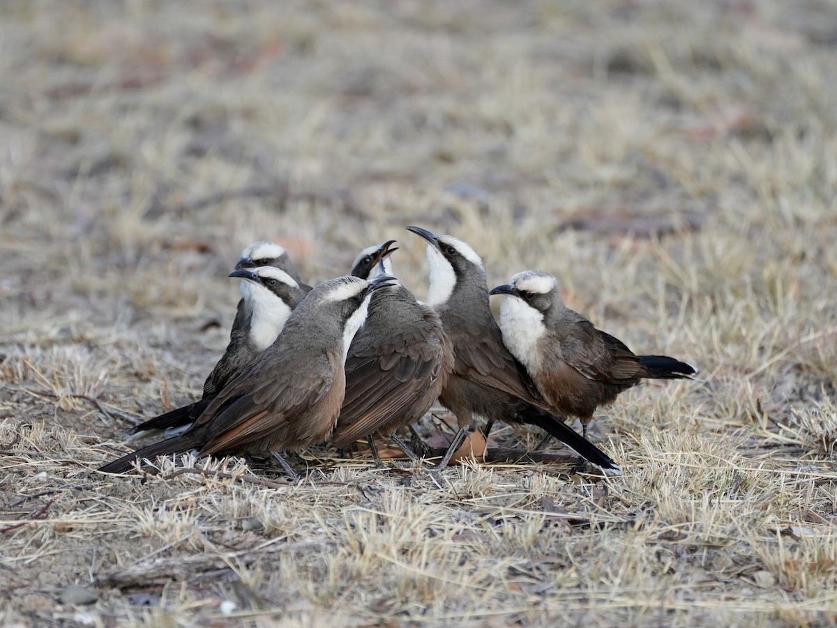 Gray-crowned Babbler - ML638124624