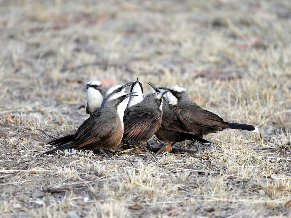 Gray-crowned Babbler - ML638124625