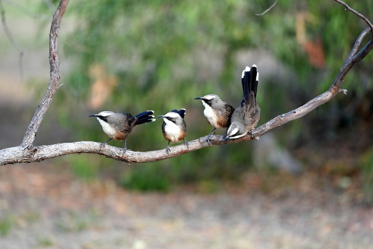 Gray-crowned Babbler - ML638124627