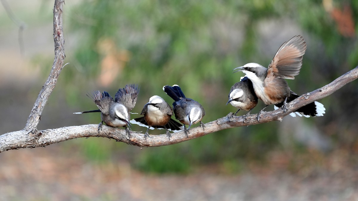 Gray-crowned Babbler - ML638124628