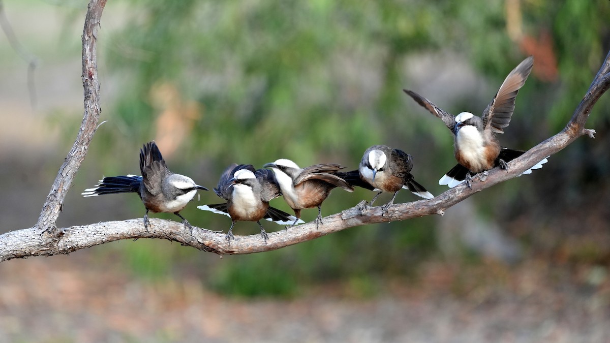 Gray-crowned Babbler - ML638124629