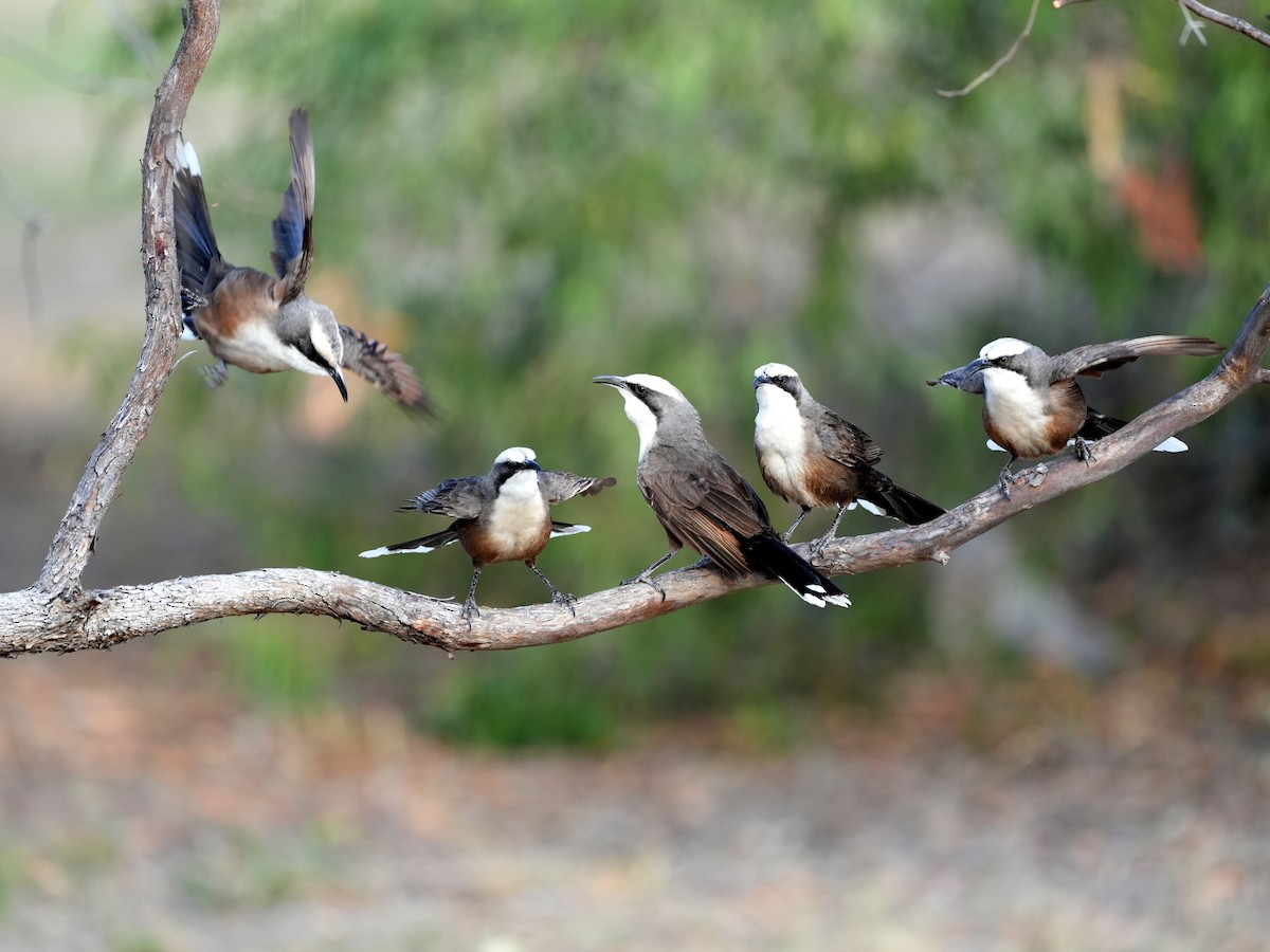 Gray-crowned Babbler - ML638124630