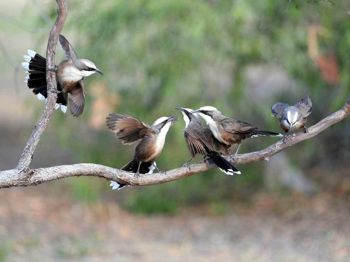 Gray-crowned Babbler - ML638124631
