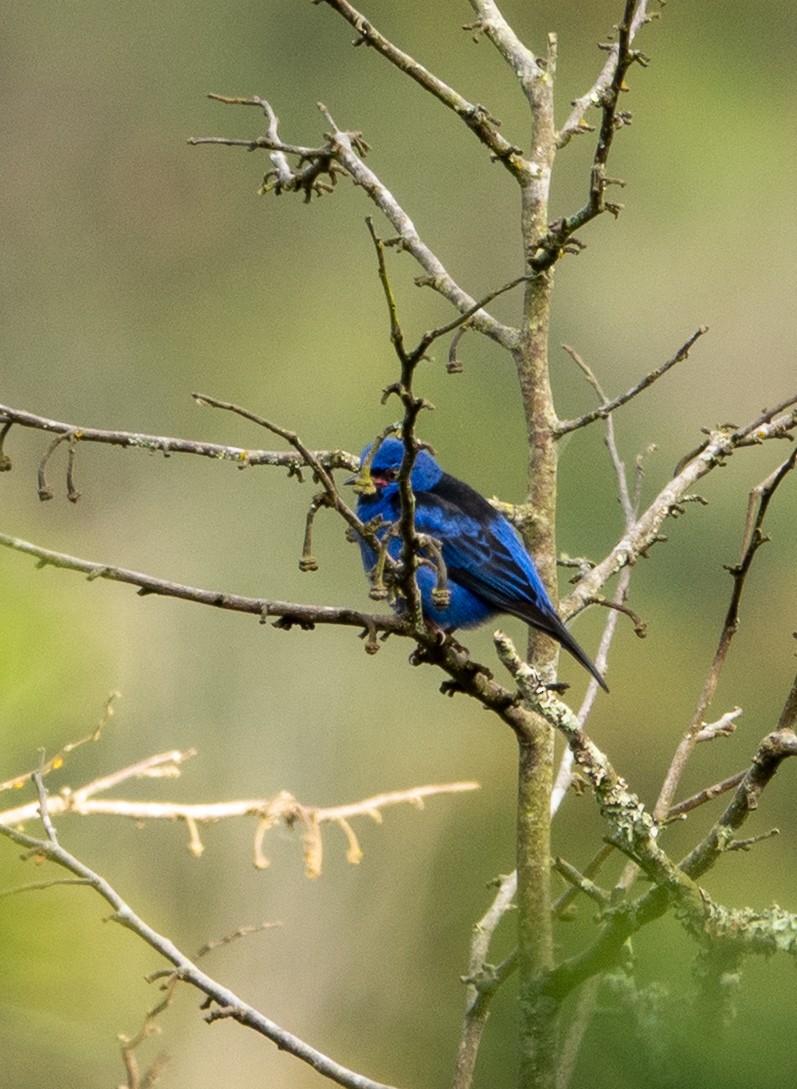 Blue Dacnis - ML638124632