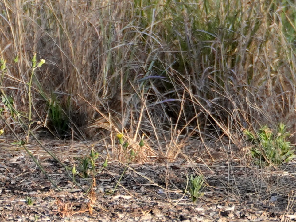 Rufous Songlark - ML638124646