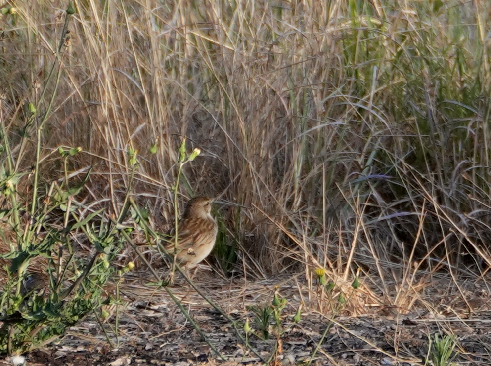 Rufous Songlark - ML638124647