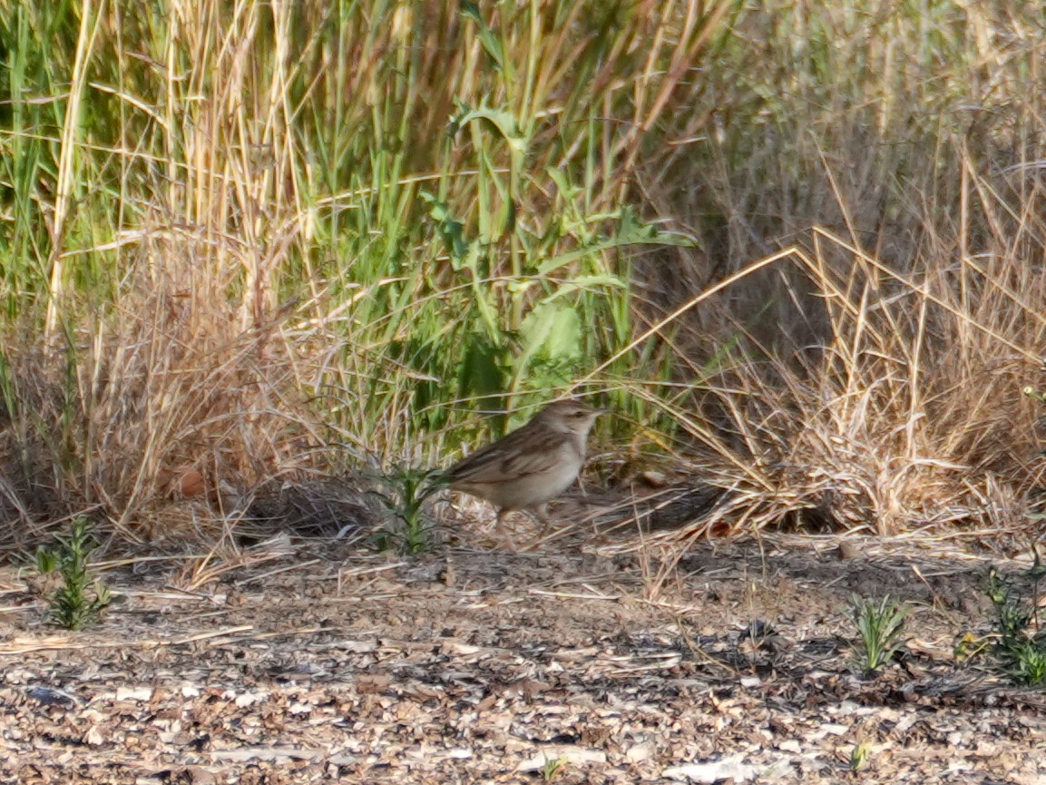 Rufous Songlark - ML638124648