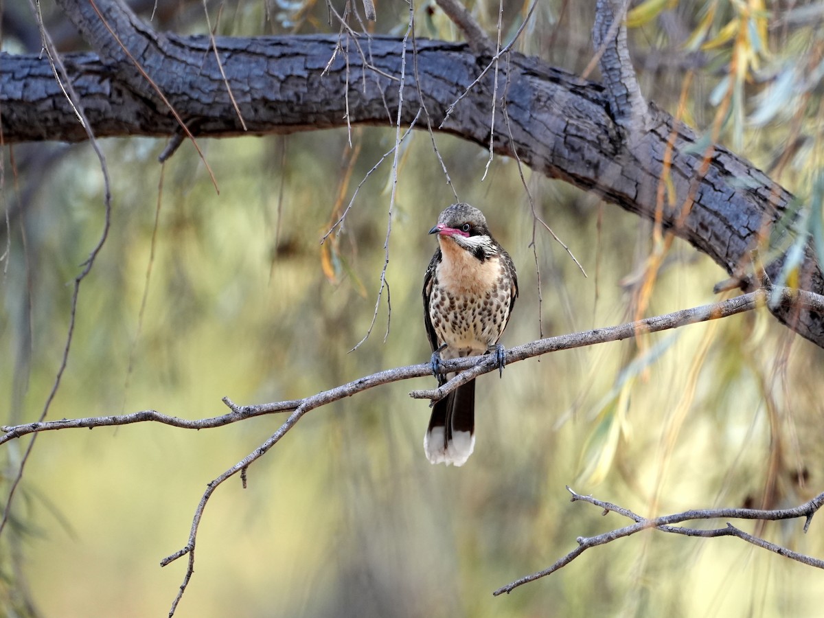 Spiny-cheeked Honeyeater - ML638124667