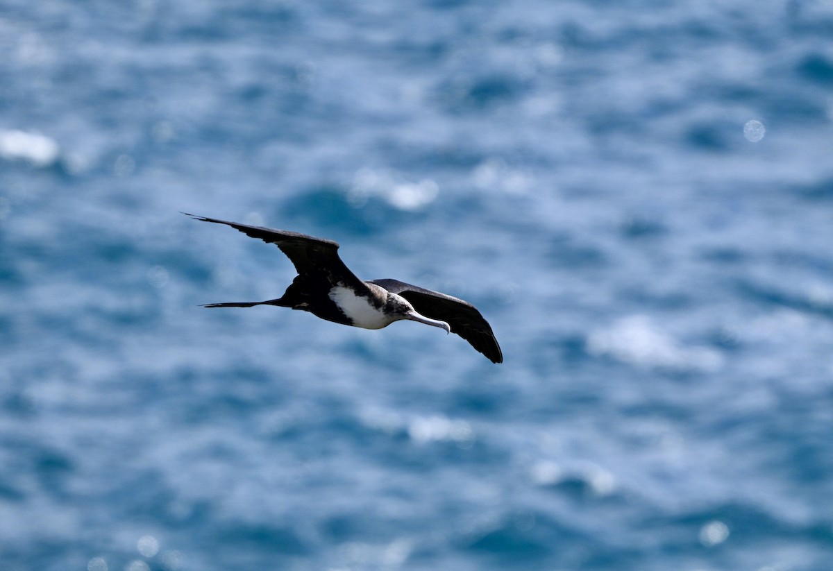 Bindenfregattvogel - ML638124675