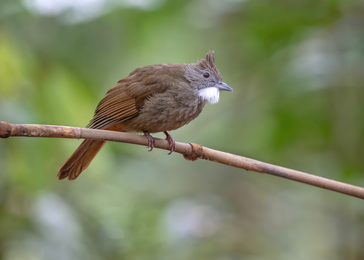 Penan Bulbul - ML638124710