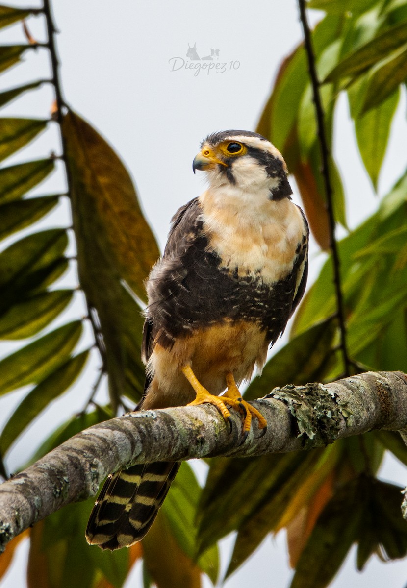 Aplomado Falcon - ML638124741
