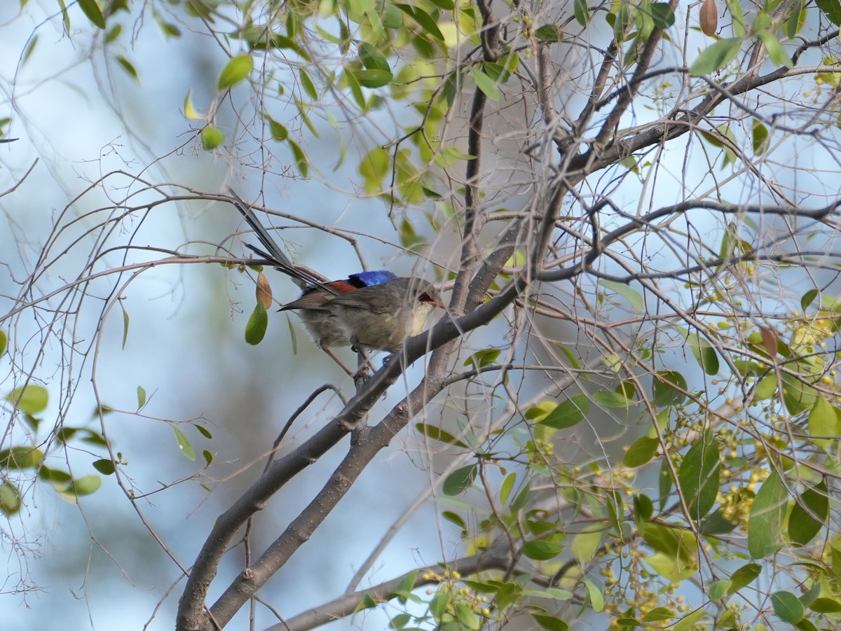 Purple-backed Fairywren - ML638124752