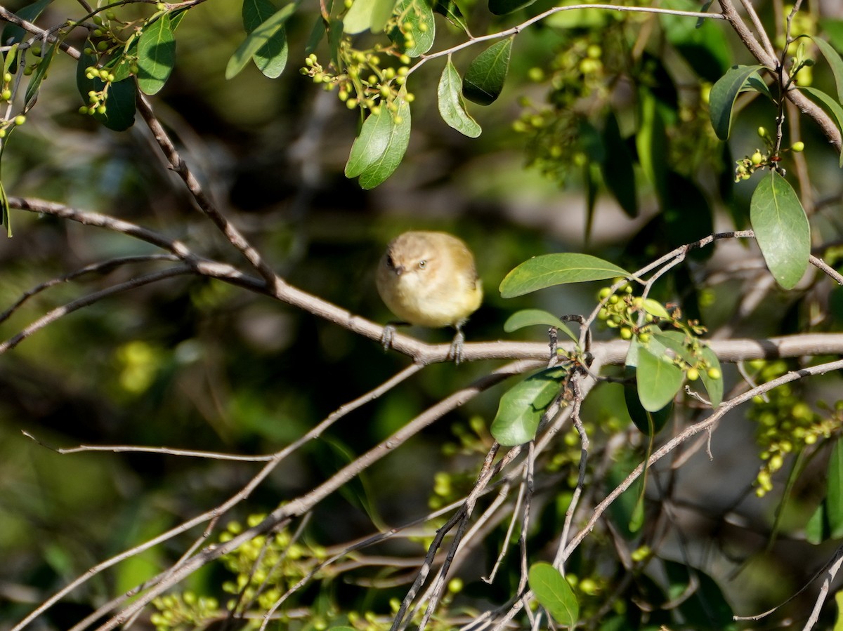 Weebill - ML638124767