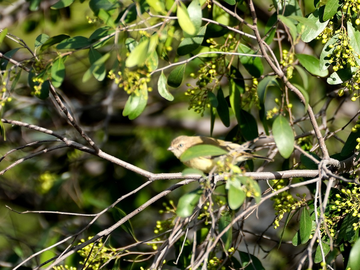 Weebill - ML638124768