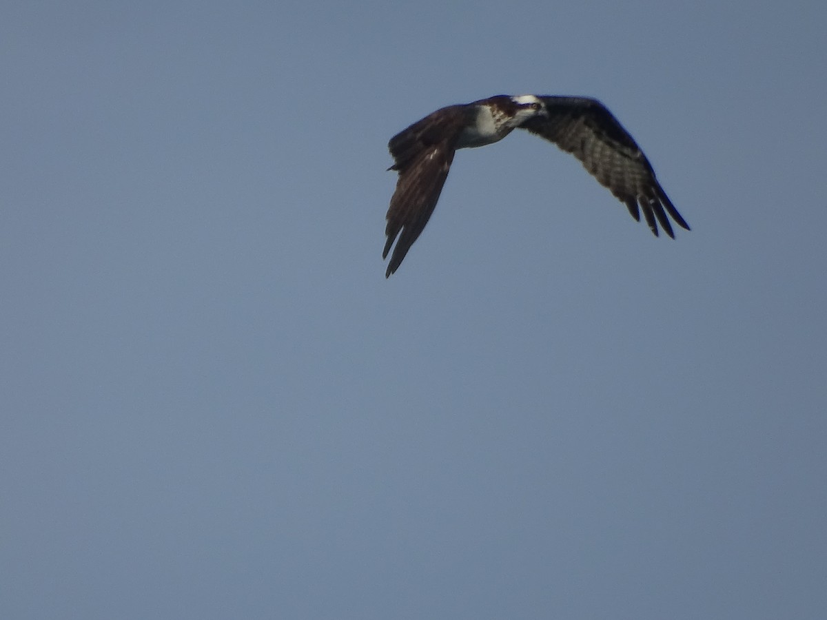 Osprey - ML638124772