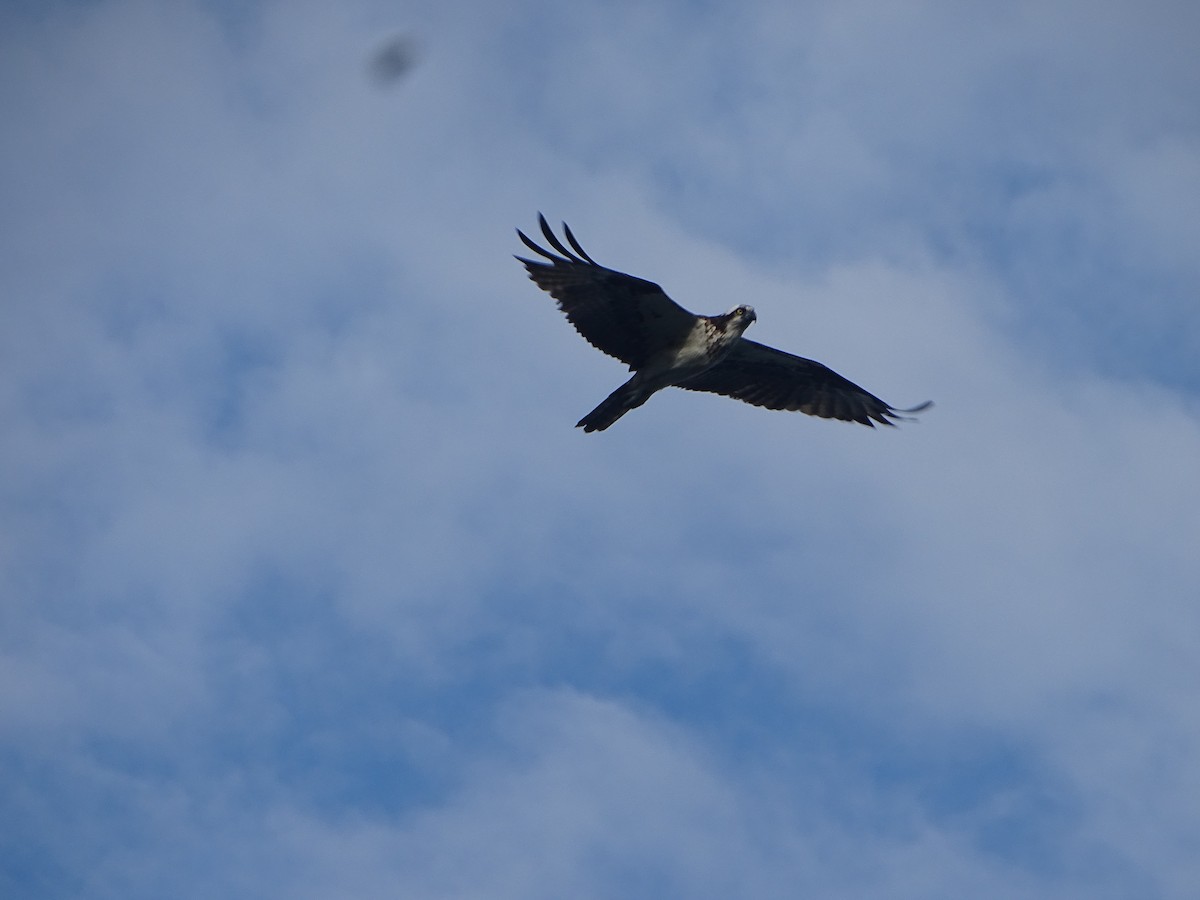 Osprey - ML638124773