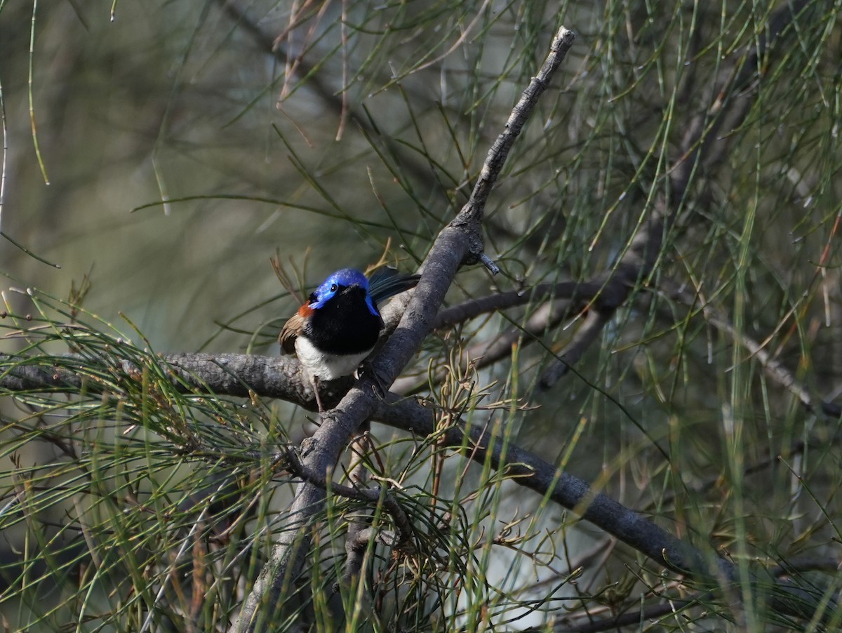 Purple-backed Fairywren - ML638124779