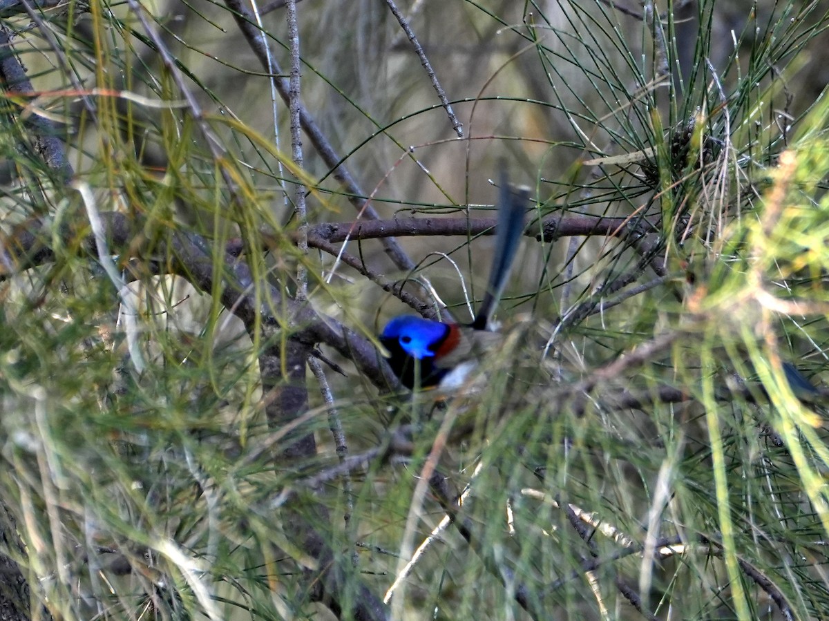Purple-backed Fairywren - ML638124780