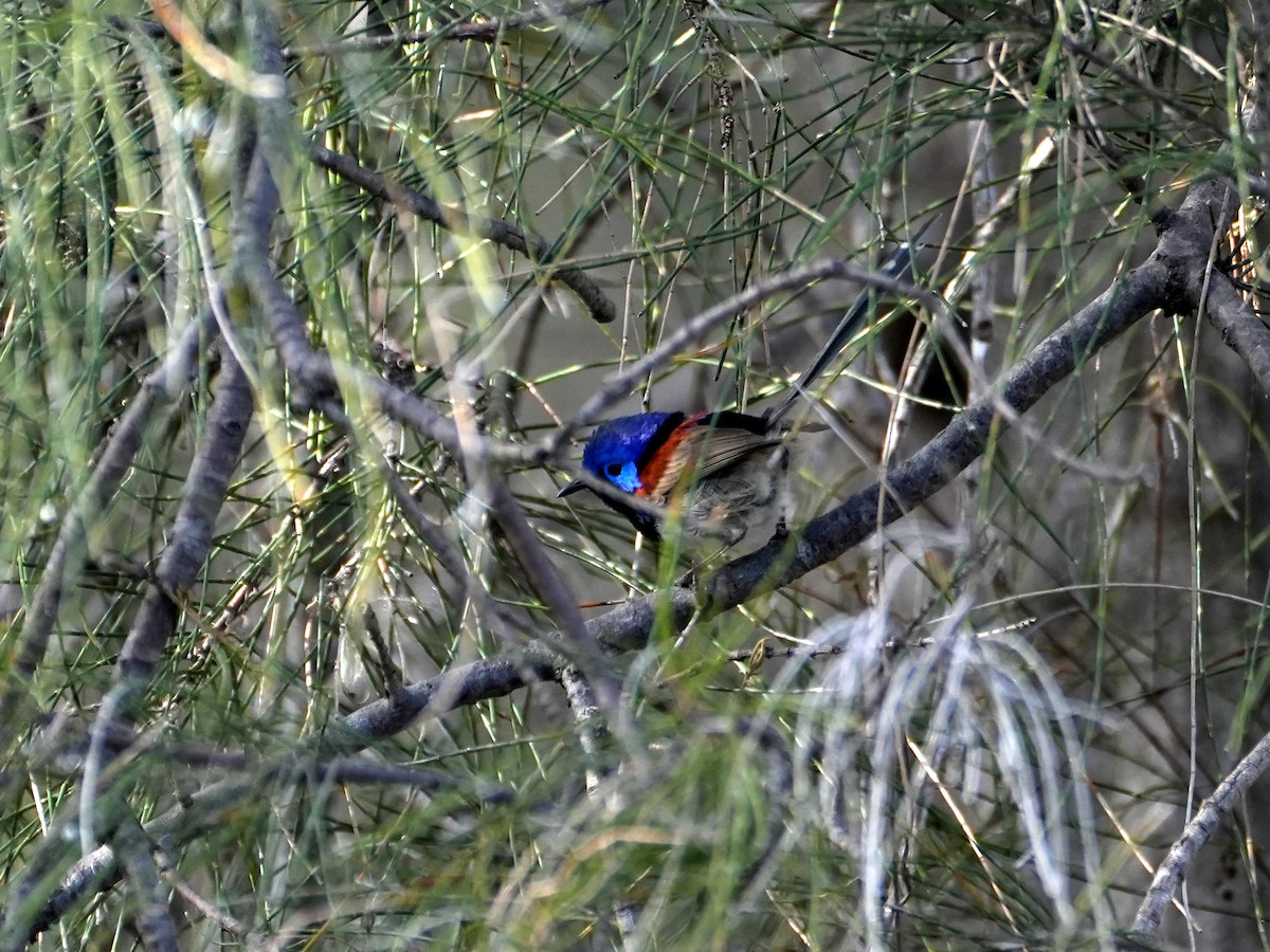 Purple-backed Fairywren - ML638124781