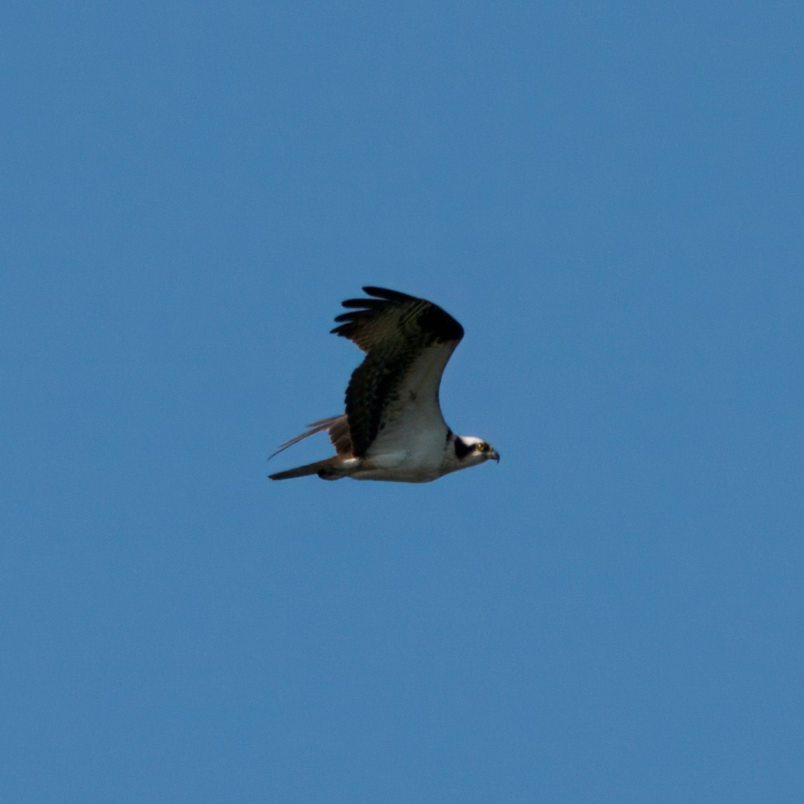 Osprey - ML638124809