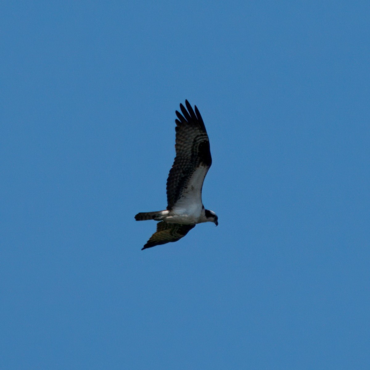 Osprey - ML638124810