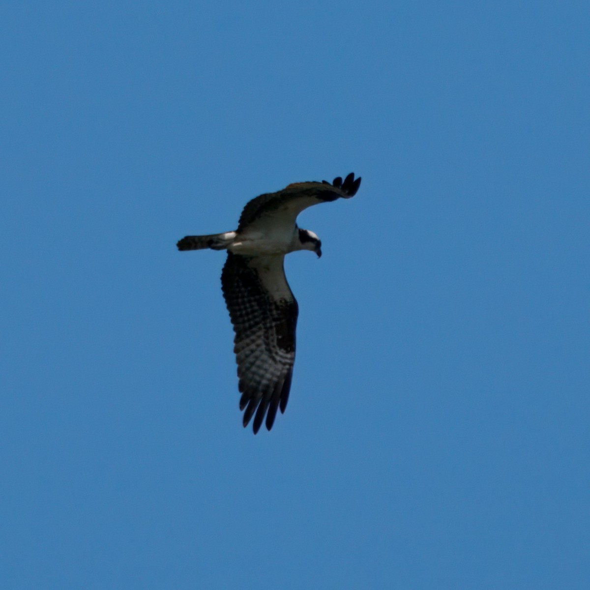 Osprey - ML638124811