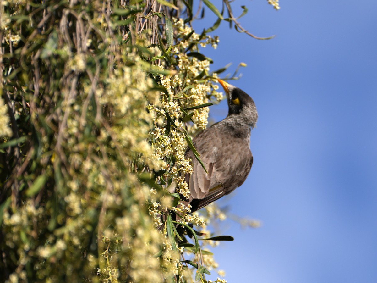 Noisy Miner - ML638124812