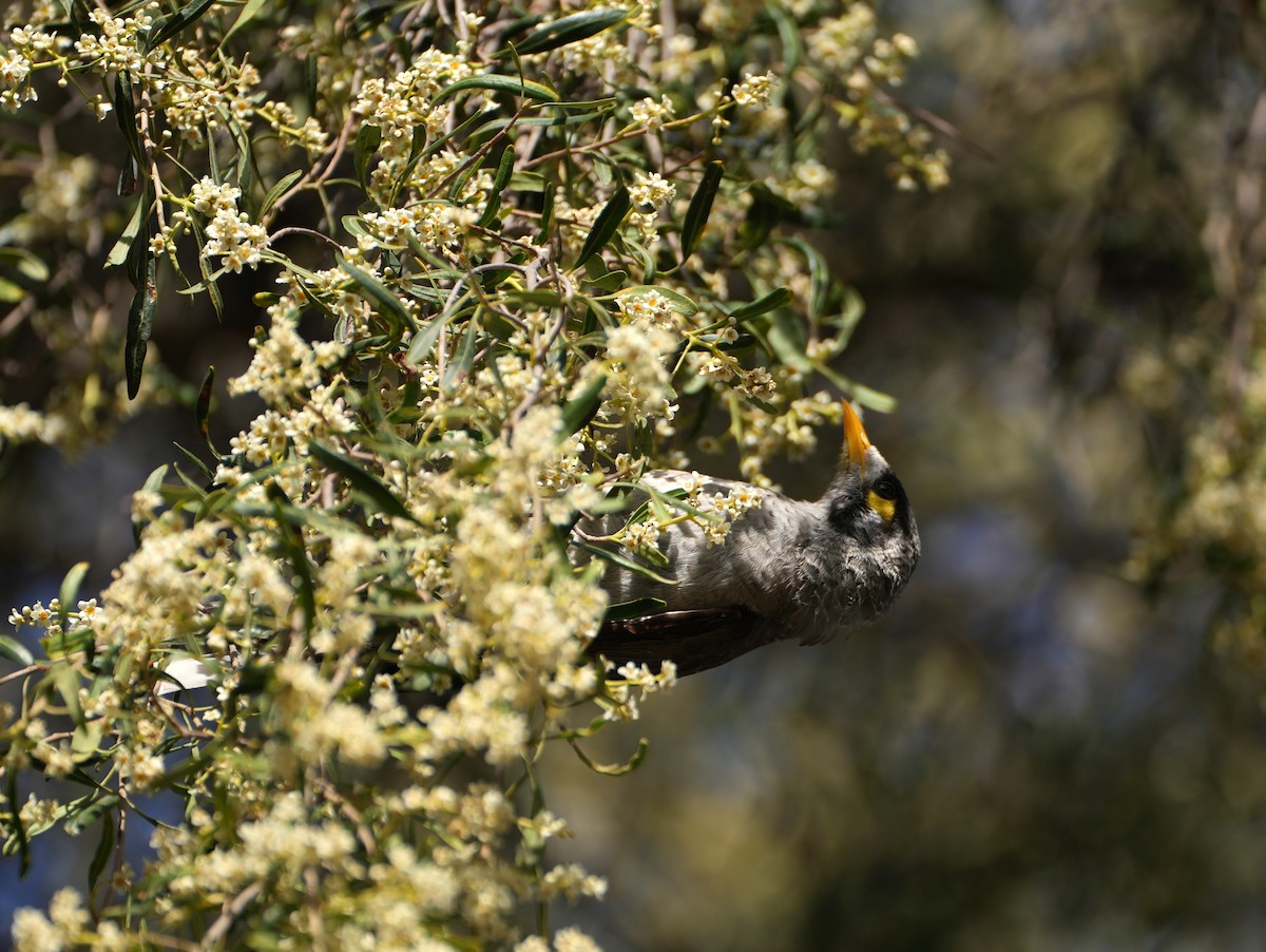 Noisy Miner - ML638124813